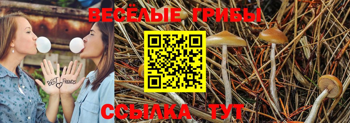 Галлюциногенные грибы Psilocybe Качканар